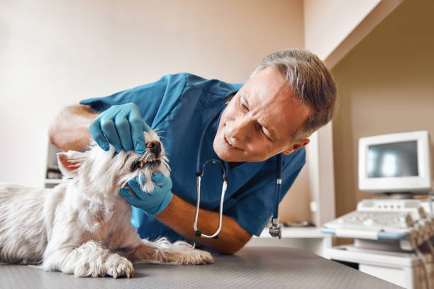 , NC Emergency Dental Service Company